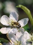 Bee on Apple Blossoms-John Luke-Photographic Print