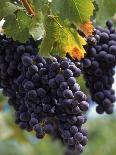 Close-up of Grapes on Vine-John Luke-Photographic Print