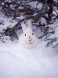 Red Fox in Snowy Woods-John Luke-Photographic Print