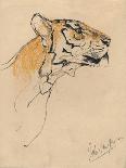 'Pastel Study of a Lion', c1900-John MacAllan Swan-Stretched Canvas