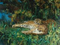 Indian Leopards-John Macallan Swan-Laminated Giclee Print