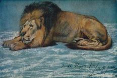 'Pastel Study of a Lion', c1900-John MacAllan Swan-Stretched Canvas