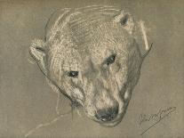 'Study of a Polar Bear's Head', c1901-John MacAllan Swan-Stretched Canvas