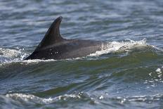 Bottlenose Dolphin (Tursiops Truncatus) Breaching in Evening Light, Moray Firth, Scotland, UK-John Macpherson-Framed Photographic Print