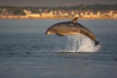 Bottlenose Dolphin (Tursiops Truncatus) Two Breaching in Evening Light, Moray Firth, Scotland, UK-John Macpherson-Photographic Print