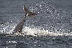 Bottlenose Dolphin (Tursiops Truncatus) Diving, Moray Firth, Inverness-Shire, Scotland, UK-John Macpherson-Photographic Print