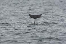 Bottlenose Dolphin (Tursiops Truncatus) Breaching, Moray Firth, Inverness-Shire, Scotland, UK-John Macpherson-Photographic Print