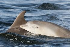 Bottlenose Dolphin (Tursiops Truncatus) Breaching, Moray Firth, Inverness-Shire, Scotland, UK-John Macpherson-Photographic Print