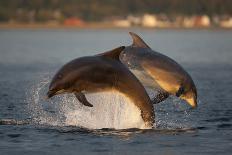 Bottlenose Dolphin (Tursiops Truncatus) Adult Spy-Hopping, Rolling over Backwards, Moray Firth, UK-John Macpherson-Photographic Print