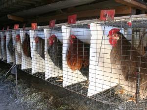 whiting chickens