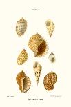 Cowrie Shells-John Mawe-Art Print