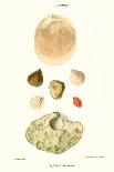 Trough Shells-John Mawe-Art Print