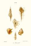 Buccinum Shells-John Mawe-Art Print