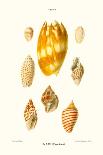 Cowrie Shells-John Mawe-Art Print