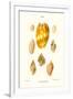 Gramercy White