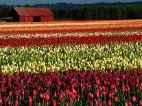 Rows of Tulips at DeGoede's Bulb Farm-John McAnulty-Photographic Print