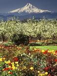 Tulips and Pear Orchard Below Mt. Hood-John McAnulty-Photographic Print