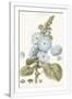 Gramercy White