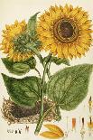 A Sunflower-John Miller (Johann Sebastien Mueller)-Giclee Print