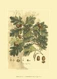 Antique Oak Tree-John Miller (Johann Sebastien Mueller)-Laminated Art Print