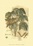 Antique Oak Tree-John Miller (Johann Sebastien Mueller)-Art Print