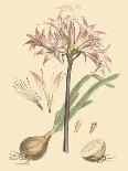 Blushing Pink Florals VII-John Miller (Johann Sebastien Mueller)-Art Print