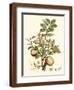Chelsea Espresso