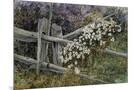 Wood Mount