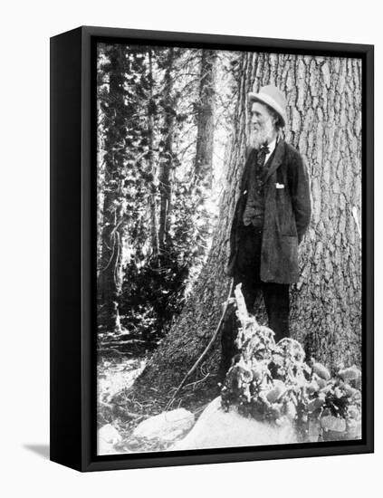 John Muir, Scottish-American Naturalist-Science Source-Framed Stretched Canvas