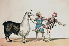 Grimaldi and the Alpaca, in the Popular Pantomime of the Red Dwarf, Published 1813 in London-John Norman-Premium Giclee Print