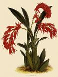 Brassia Antherotes-John Nugent Fitch-Giclee Print