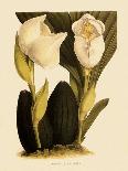 Foxtail Orchids, A?des Lobbii-John Nugent Fitch-Giclee Print