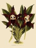 Talauma Hodgsonii-John Nugent Fitch-Giclee Print