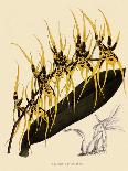 Brassia Antherotes-John Nugent Fitch-Giclee Print