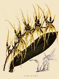 Talauma Hodgsonii-John Nugent Fitch-Giclee Print