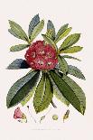 Batemannia Wallisii-John Nugent Fitch-Giclee Print