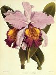 Rhododendron-John Nugent Fitch-Giclee Print