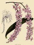 Batemannia Wallisii-John Nugent Fitch-Giclee Print