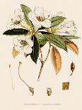 Talauma Hodgsonii-John Nugent Fitch-Giclee Print