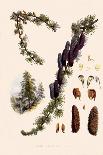 Batemannia Wallisii-John Nugent Fitch-Giclee Print