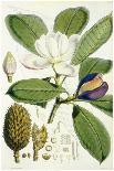 Batemannia Wallisii-John Nugent Fitch-Giclee Print