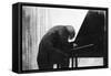 John Ogdon at the Piano in the Great Hall, Exeter University, 1979-George Adamson-Framed Stretched Canvas