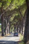 Pine Tree Lined Road with Car Travelling Along It, Tuscany, Italy, Europe-John-Photographic Print