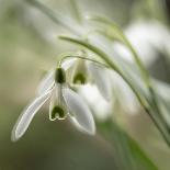 Close-up macro photograph of Snowdrops in North Yorkshire, England, United Kingdom, Europe-John Potter-Photographic Print