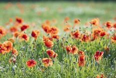 Poppies in a field of Flax near Easingwold, York, North Yorkshire, England, United Kingdom, Europe-John Potter-Photographic Print
