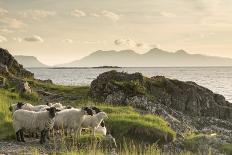 Sheep on the Beach at Camusdarach, Arisaig, Highlands, Scotland, United Kingdom, Europe-John Potter-Photographic Print