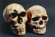 Neanderthal And Cro-Magnon 1 Skulls-John Reader-Mounted Photographic Print