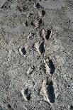 Trail of Laetoli Footprints.-John Reader-Mounted Photographic Print