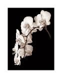 Orchid Dance II-John Rehner-Giclee Print