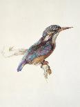 Study of a Kingfisher, with Dominant Reference to Colour, Probably October 1871-John Ruskin-Giclee Print